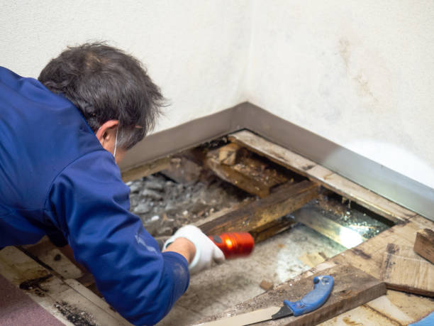 Trusted Brentwood, NY Mold Remediation Experts