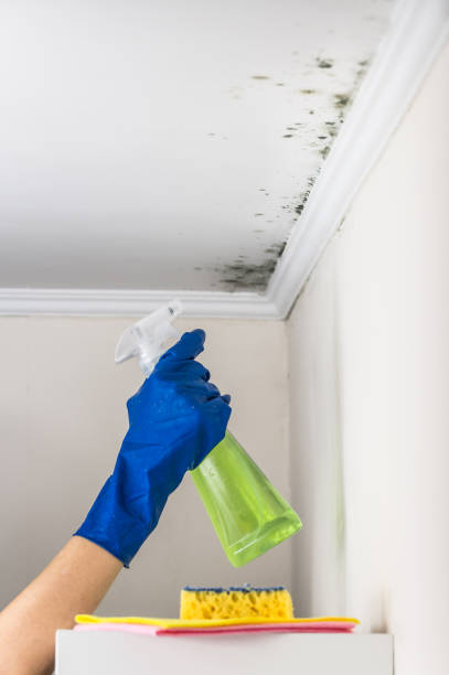 Best Mold Testing and Inspection Services in Brentwood, NY